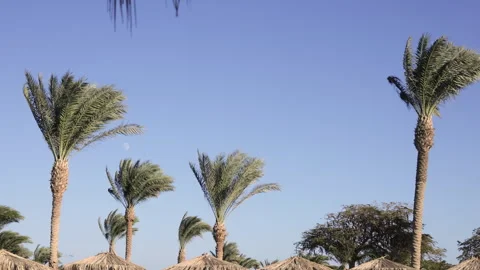 Palm trees under clear blue sky. Slow motion. Stock Footage 321671300