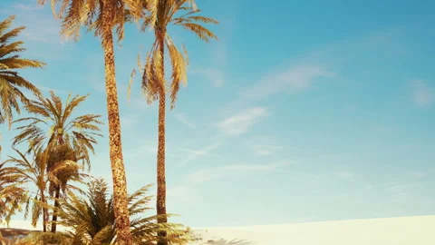 Palm trees under a clear sky in a bright location near the beach 스톡 동영상 344382178