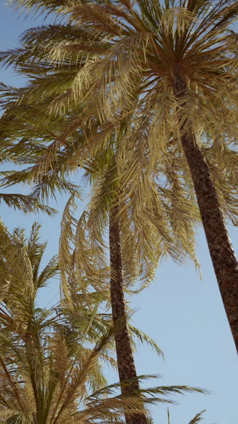 Palm trees under a clear sky in a sunny tropical location Stock Footage 347044973