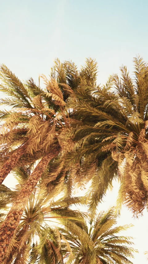 Palm trees under a clear sky in a sunny location Stock Footage 347547061