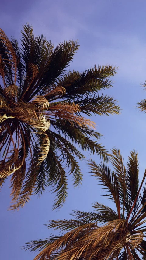 Palm trees under a clear sky in a warm location during daylight hours Stock Footage 348104108