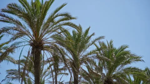 Palm trees under clear sunny sky in torrevieja spain showcasing lush green .. Stock Footage 313089975