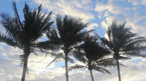 Palm Trees under clouds at South Beach Vídeo Stock 947507
