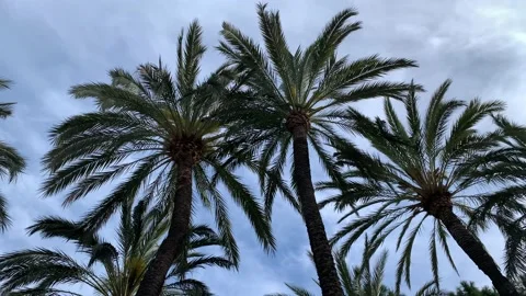 Palm trees under cloudy blue sky in Europe Stock Footage 154496426