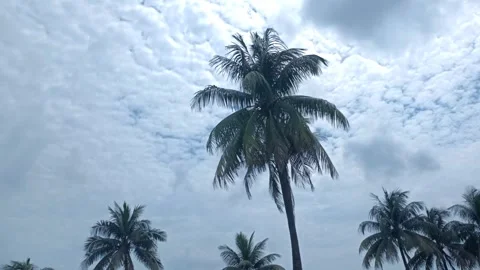 Palm Trees Under Cloudy Sky Stock Footage 318814569