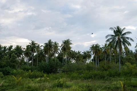 Palm trees under cloudy sky in Krabi Thailand Stock Photos