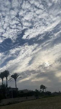 Palm Trees Under Dramatic Cloudy Sky Stock Photos