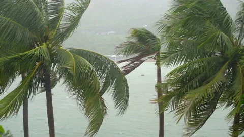 Palm trees under heavy rain and very strong wind. Tropical storm concept Stock Footage 144796501