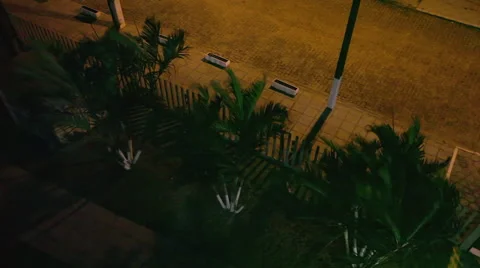 Palm trees under a heavy storm 스톡 동영상 50174408