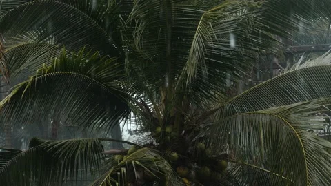 Palm trees under heavy tropical rain in the tropical forest. Close up of Video stock 201339118