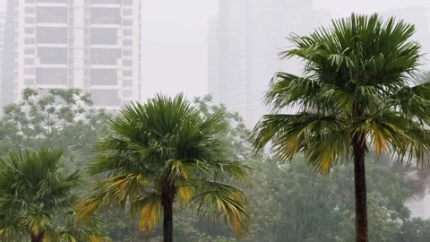 Palm Trees under Heavy Tropical Rain Storm with Cityscape in background in the Vidéo 343907058
