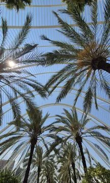 Palm trees under modern arched canopy Stockfoto's