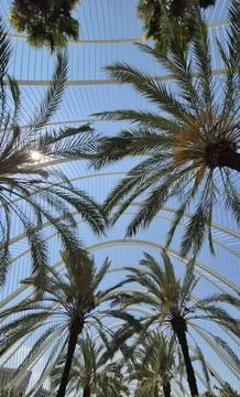 Palm Trees Under Modern Arched Canopy Photos