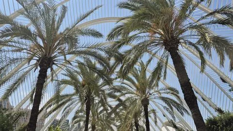 Palm trees under modern white architectural canopy Stock Photos