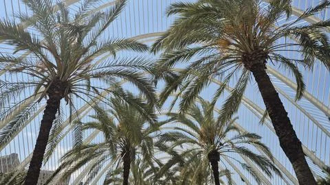 Palm Trees Under Modern White Arch Structure Stock Photos