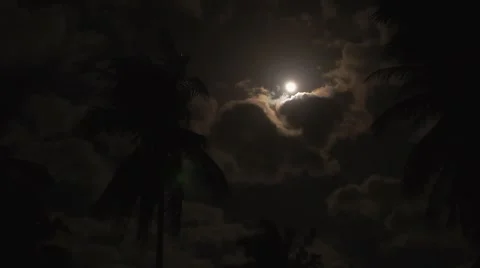 Palm Trees under the Moonlight. Bright Moon at Dark Night. Speed up. Stock Footage 40320938