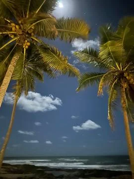 Palm trees under the moonlit night Stock Photos