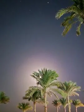 Palm Trees Under a Moonlit Night Sky Photos