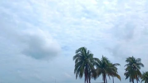 Palm Trees Under Moving Clouds Stock Footage 318814552