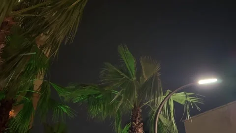 Palm Trees Under Street Light at Night with Tropical Ambient Nature Sound in 4K Video stock 341717725