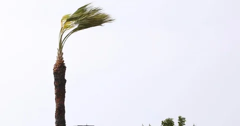 Palm Trees under Strong Wind in Storm Stock Footage 102435250