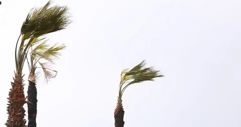 Palm Trees under Strong Wind in Storm Stock Footage 102437432