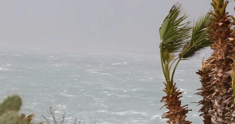 Palm Trees under Strong Wind in Storm - 4K Stock Footage 102523613