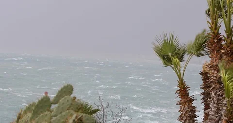 Palm Trees under Strong Wind in Storm - 4K Stock Footage 102525023
