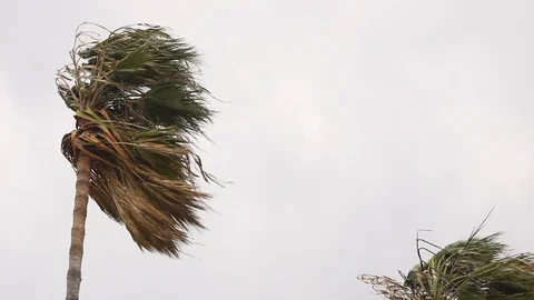 Palm Trees under Strong Wind in Storm Stock Footage 102527477