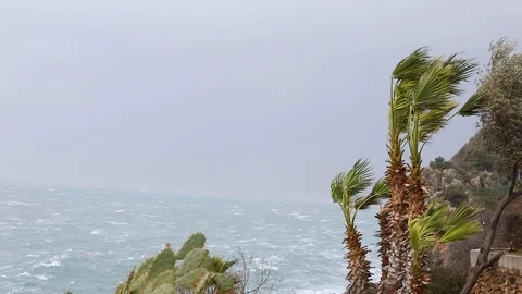 Palm Trees under Strong Wind in Storm - HD Stock Footage 102528181
