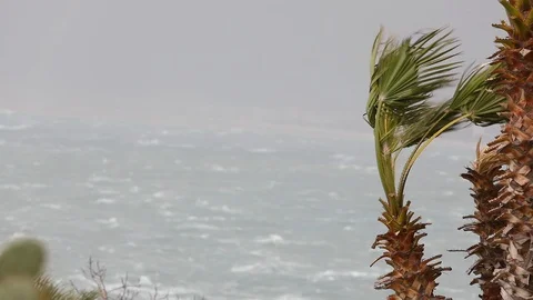 Palm Trees under Strong Wind in Storm - HD Stock Footage 102528862