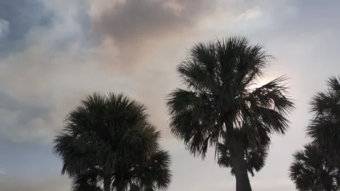 Palm Trees Under Sunlight And Smoke Cloud Stock Footage 322023655