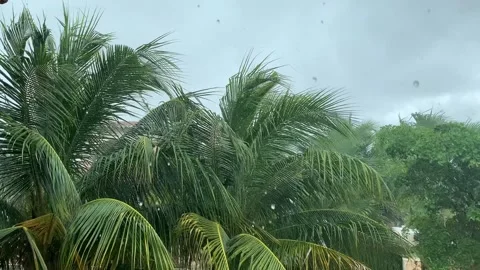Palm trees under tropical rain in a daytime. 스톡 동영상 159002277