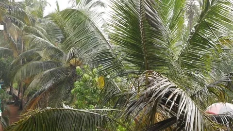 Palm trees under tropical rain. Abstract natural background. Lush foliage Stock Footage 201601416