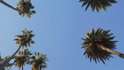Palm Trees From Underneath Stock Footage 123558382
