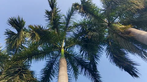 Palm Trees Upward Twist View Tropical Sky Summer Nature Background Stock Footage 334507288