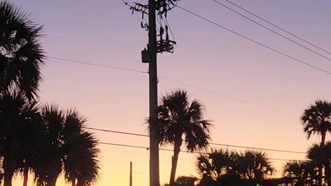 Palm Trees Utility Pole Sunset Stock Footage 224708566