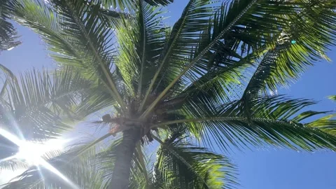 Palm trees Varadero Cuba Video stock 218978495