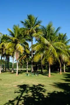 Palm trees of various sizes in a park on sunny day in Rio de Janeiro. Shadows Stock Photos