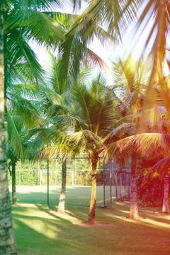 Palm trees of various sizes in a park on sunny day in Rio de Janeiro. Shadows Stock Photos