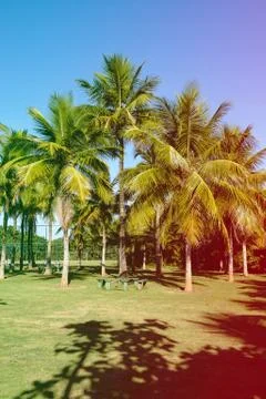 Palm trees of various sizes in a park on sunny day in Rio de Janeiro. Shadows Stock Photos