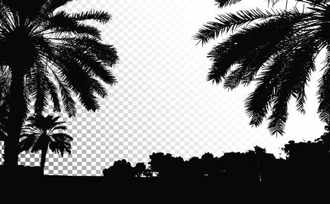 Palm trees vector silhouette. Coconut palm tree with coconuts vector. Beach Stock Illustration