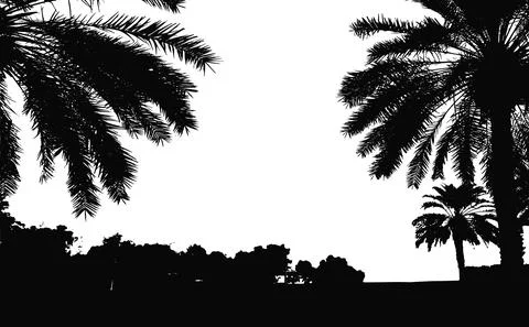 Palm trees vector silhouette. Coconut palm tree with coconuts vector. Beach Stock Illustration