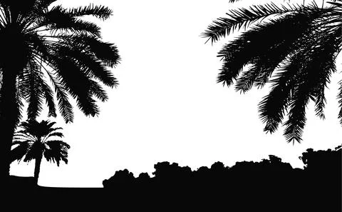Palm trees vector silhouette. Coconut palm tree with coconuts vector. Beach 스톡 일러스트