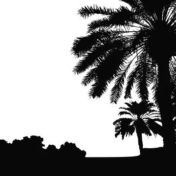 Palm trees vector silhouette. Coconut palm tree with coconuts vector. Beach Stock Illustration