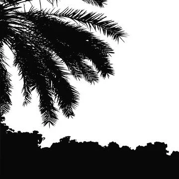 Palm trees vector silhouette. Coconut palm tree with coconuts vector. Beach Stock Illustration