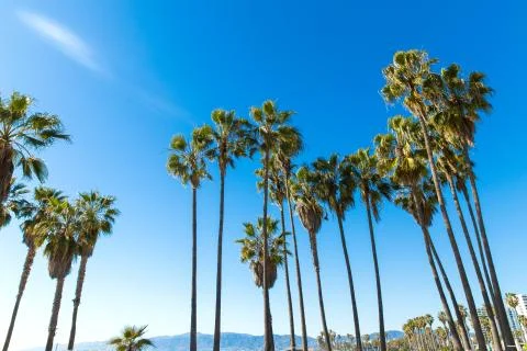 Palm trees at venice beach, california Stock Photos