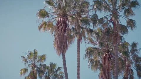 Palm trees in Venice beach Stock Footage 302902264
