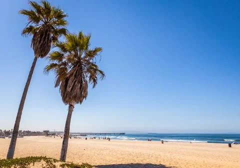 Palm trees in venice beach 库存照片
