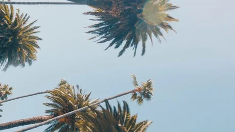 Palm Trees Vertical Drive Los Angeles Summer Travel Social Media Stock Footage 102230860